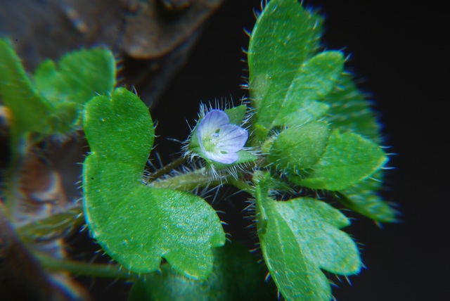 Veronica cfr. hederifolia